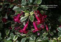Fuchsia thymifolia variegata, Variegated Thyme Leafed Fuchsia