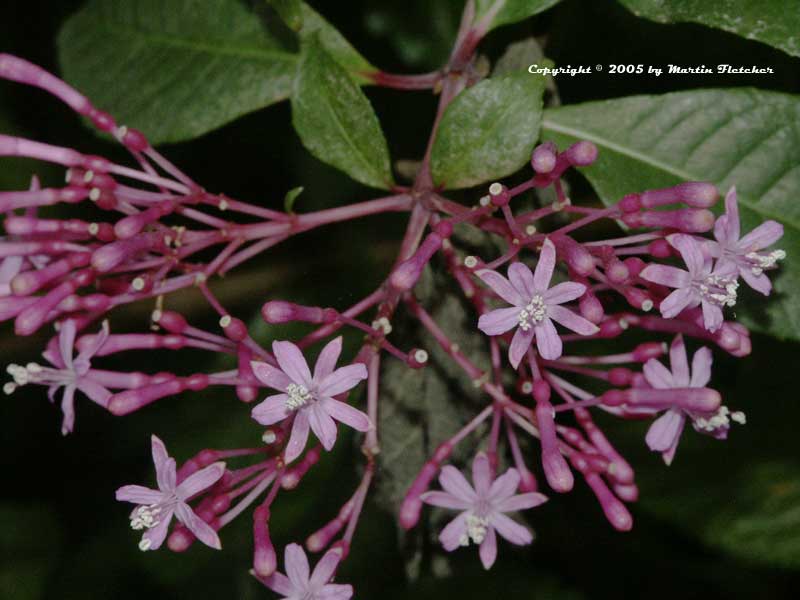 Fuchsia arborescens, Tree Fuchsia