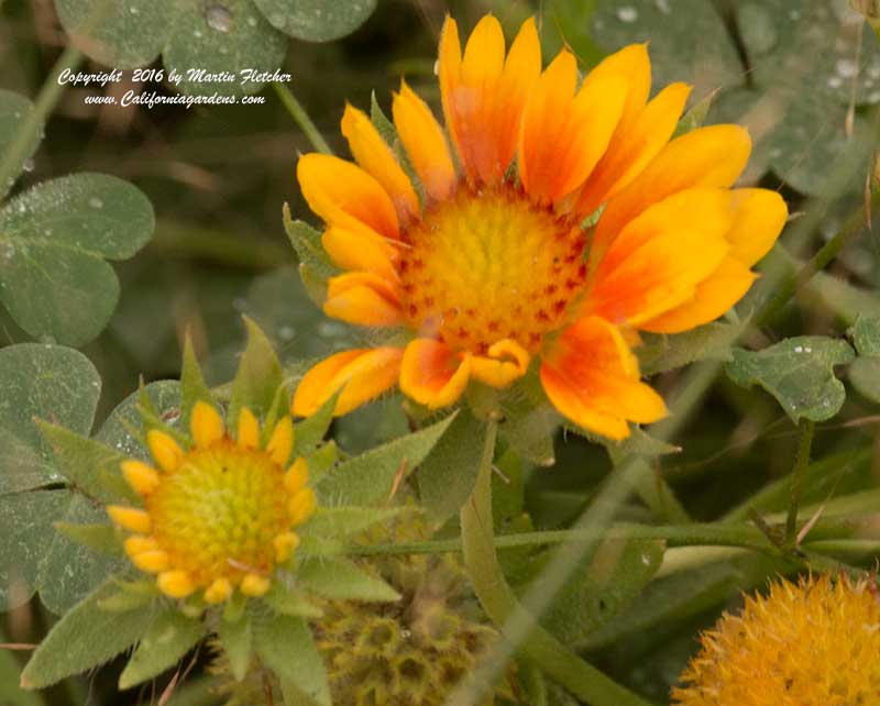 Gaillardia aristata Arizona Apricot, Blanketflower