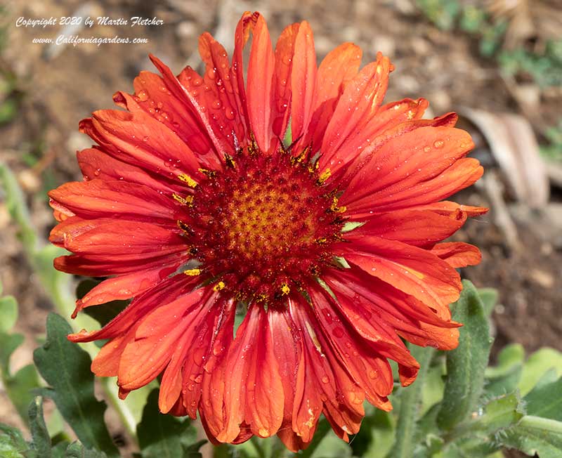 Gaillardia grandiflora Mesa Red, Mesa Red Blanketflower