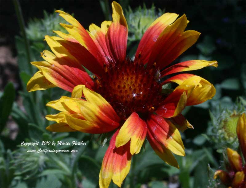 Gaillardia grandiflora, Blanketflower