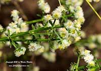 Galium angustifolium, Narrow Leaved Bedstraw