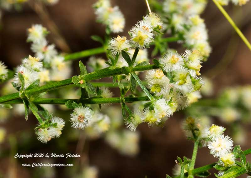 Galium angustifolium