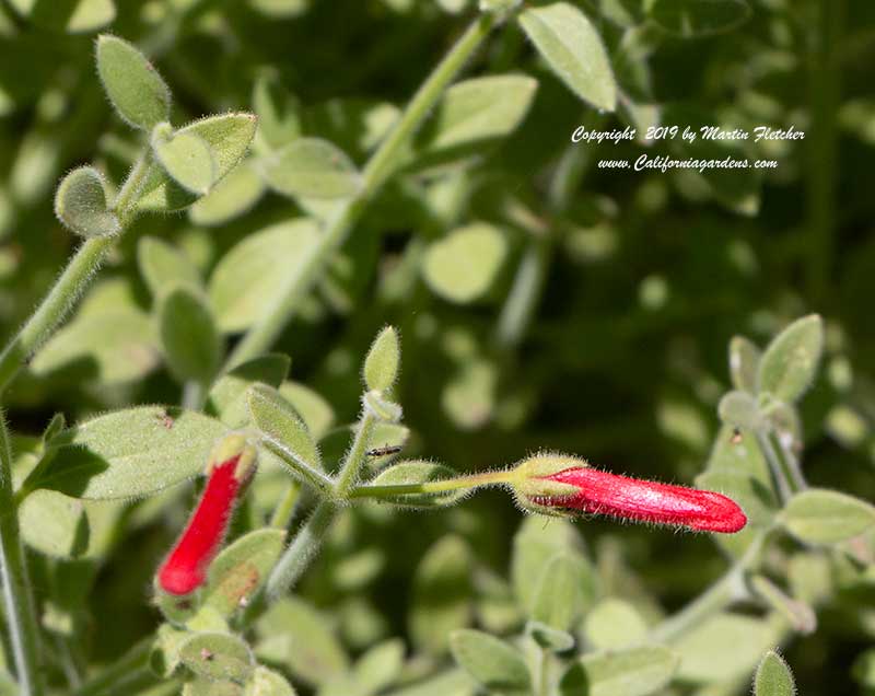 Galvezia speciosa firecracker, Island Snapdragon