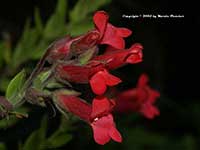 Galvezia speciosa Firecracker, Firecracker Island Snapdragon