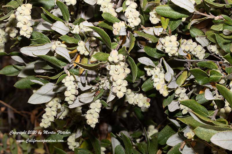 Garrya elliptica seeds, Coast Silk Tassel Bush