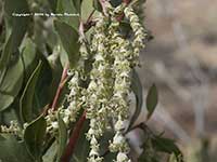 Garrya elliptica James Roof, Coast Tassel Bush, Silk Tassel Bush