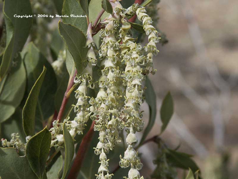 Garrya elliptica James Roof, Coast Silk Tassel Bush