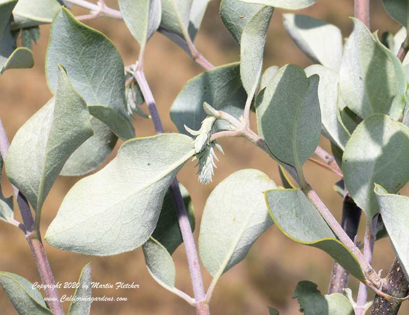 Garrya flavescens, Ashy Silktassel