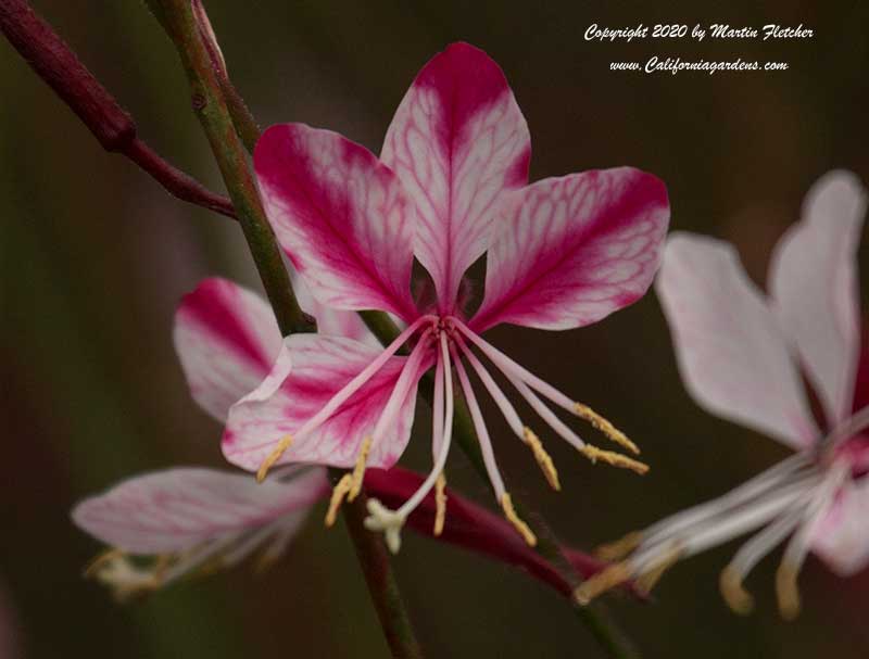 Gaura Passionate Rainbow, Passionate Rainbow Wand Flower