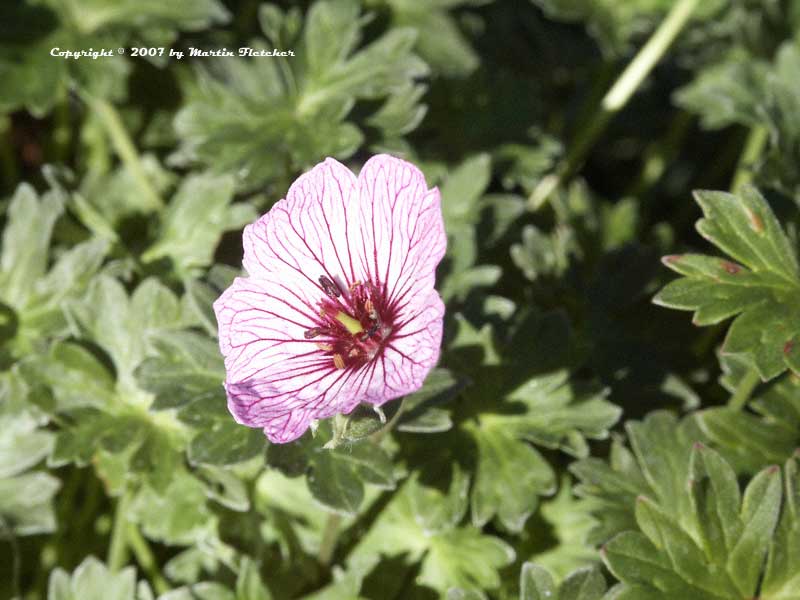 Geranium cinereum Ballerina