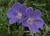 Geranium Johnson's Blue, Johnson's Blue Geranium