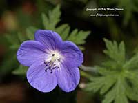 Geranium Orion, Orion Geranium