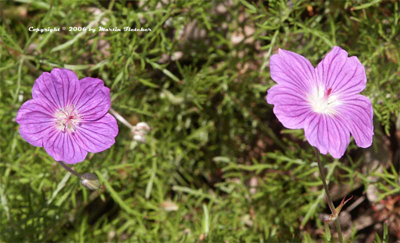 Geranium incanum, Carpet Geranium