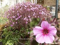 Geranium maderense, Madiera Cranesbill