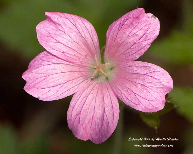 Geranium Mavis Simpson