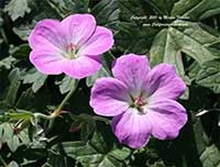 Geranium Mavis Simpson, Mavis Simpson Geranium