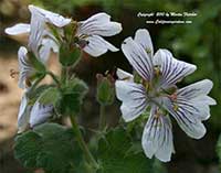 Geranium renardii, Renard's Geranium