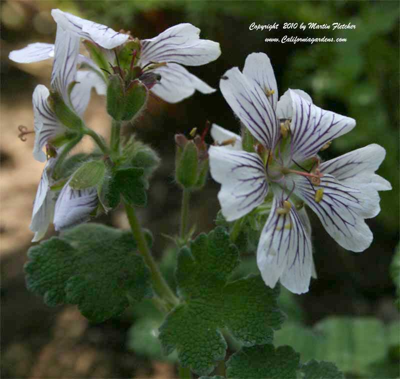 Geranium renardii, Renard's Geranium