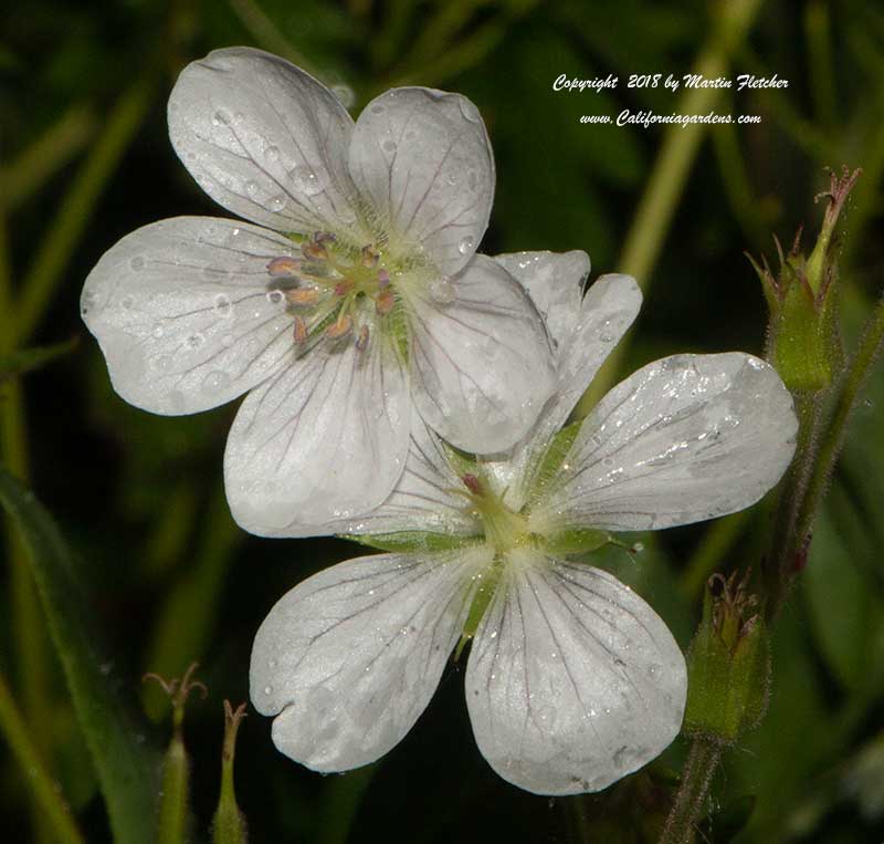 Geranium richardsonii, Richardson's Geranium