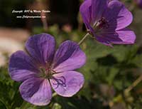 Geranium Rozanne, Rozanne Geranium
