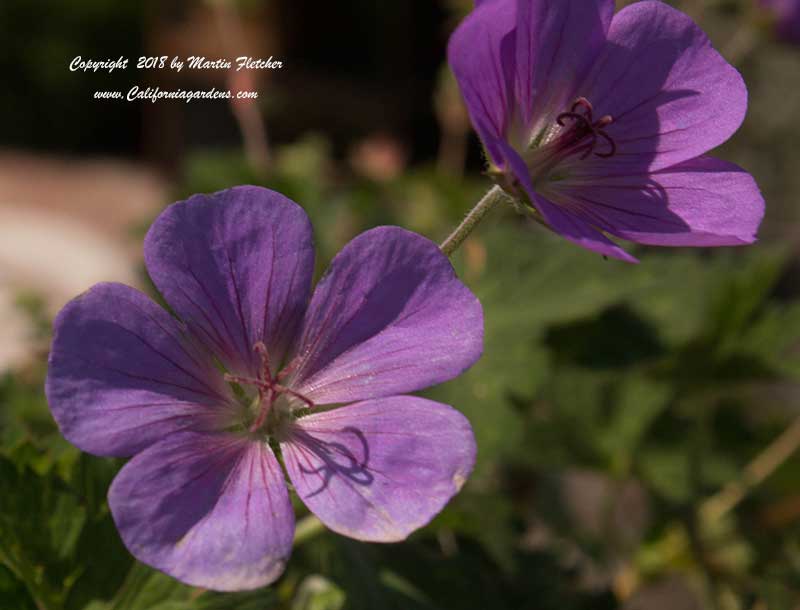 Geranium Rozanne