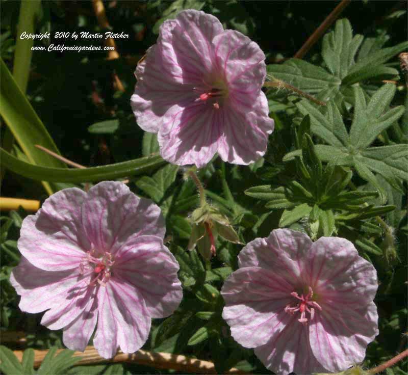 Geranium sanguinium striatum, Bloody Cranesbill