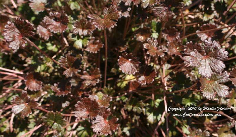 Geranium sessiliflorum nigricans, Dwarf Black Cranesbill