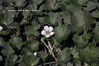Geranium Stanhoe, Stanhoe Cranesbill