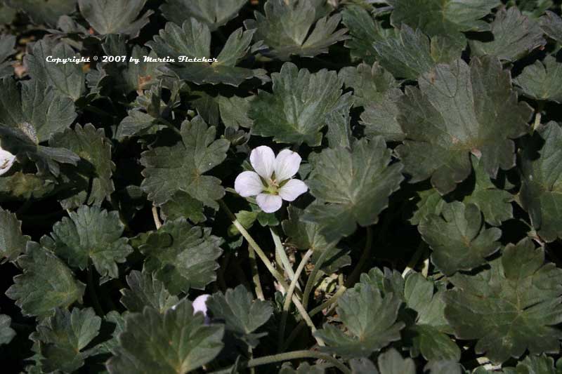 Geranium Stanhoe