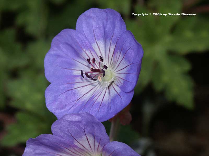 Geranium wallichianum Buxton's Blue