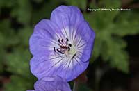 Geranuim wallichianum Buxton's Blue, Buxton's Blue Cranesbill