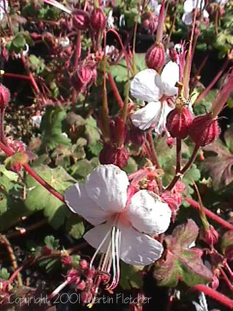 Geranium macrorrhizum album