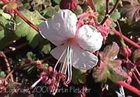 Geranium macrorrhizum album, Bigroot Geranium, Scented Geranium