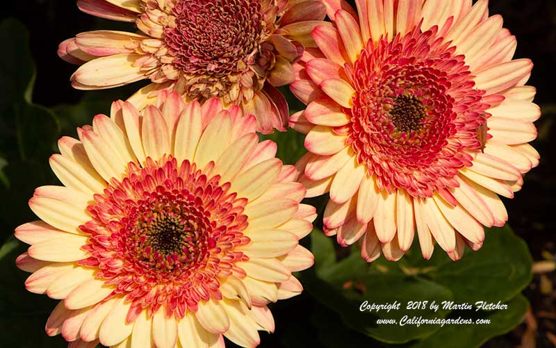 Gerbera Cartwheel Strawberry Twist, Gerber Daisy