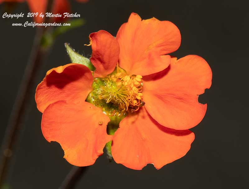 Geum Totally Tangerine, Avens