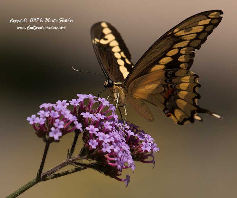 Giant Swallowtail feeding on Verbena