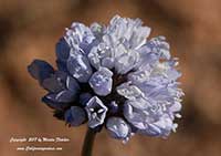 Gilia capitata, Thimble Flower, Globe Gilia