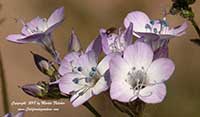 Gilia latifolia, Broad Leaved Gilia, Holly Leafed Gilia