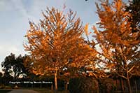 Maidenhair Tree, Ginkgo biloba