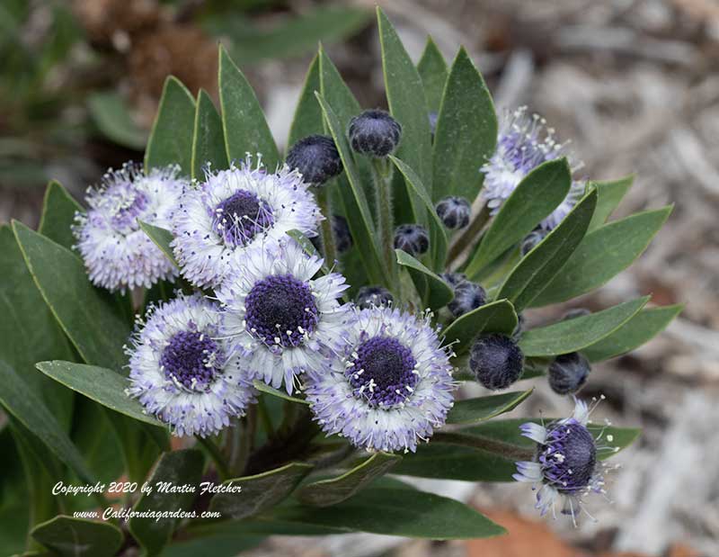 Globularia indubia, Globe Daisy