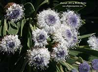 Globularia indubia, Globe Daisy