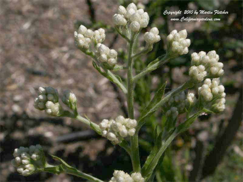 Gnaphalium californicum, California Everlasting