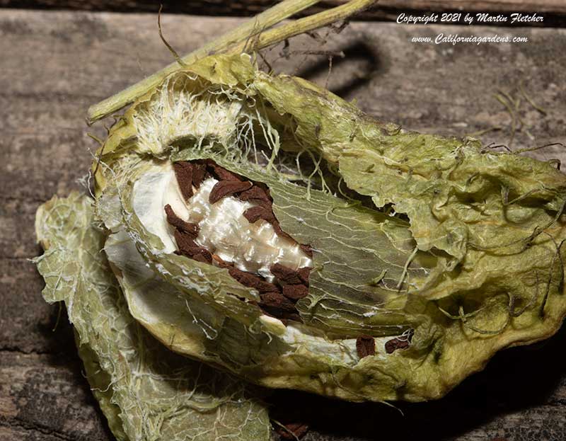 Gomphocarpus fruticosus seeds, Swan Milkweed, Narrow Leaf Cotton Plant