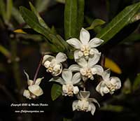 Gomphocarpus fruticosus, Swan Milkweed, Narrow Leaf Cotton Plant