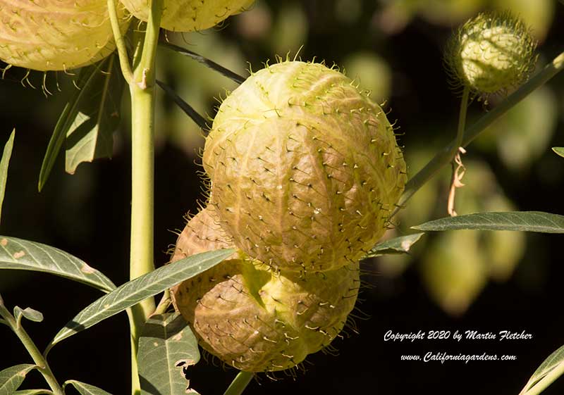 Gomphocarpus physocarpus, Family Jewels, Hairy Balls