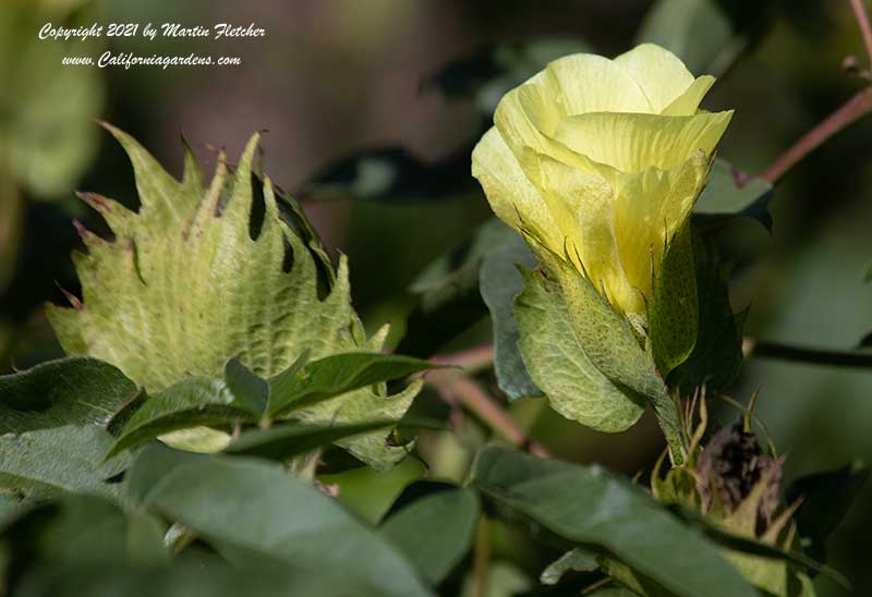 Gossypium barbadense, Tree Cotton