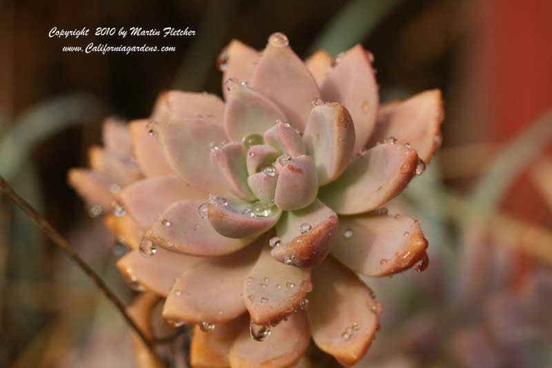 Graptopetalum paraguayense, Ghost Plant