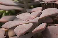 Graptopetalum pentandrum, Five Stamen Graptopetalum