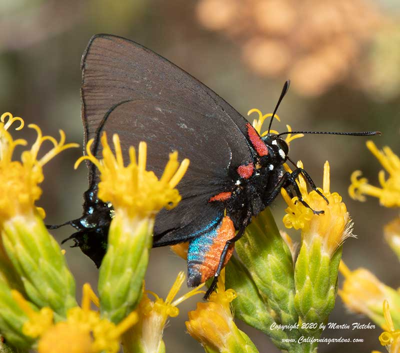 Great Purple Hairstreak